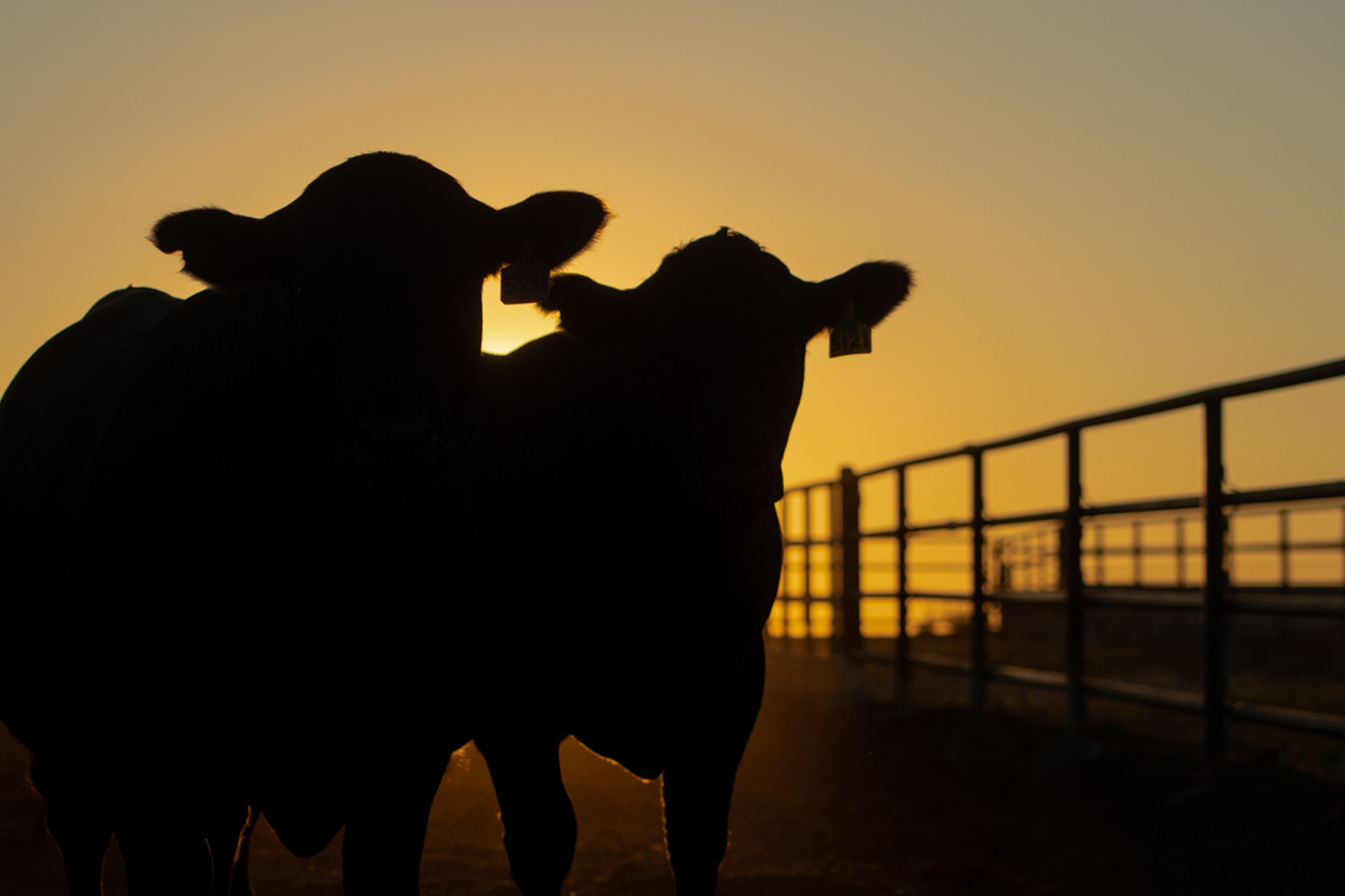 Gardiner Angus Ranch Early Bird Sale Results Drovers